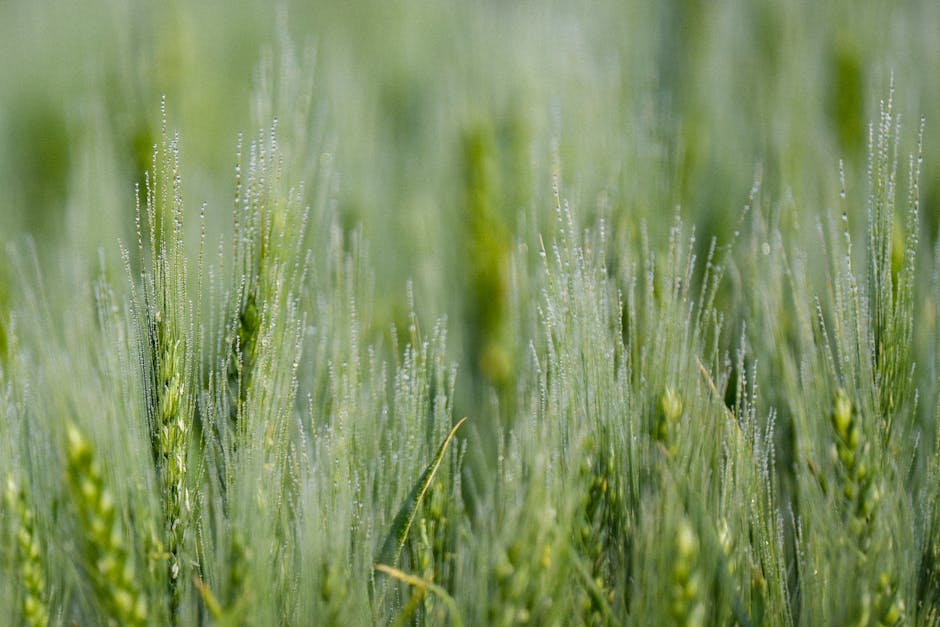 Farm Morning Dew