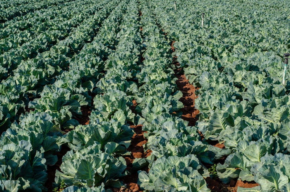 Organic Farm Rows