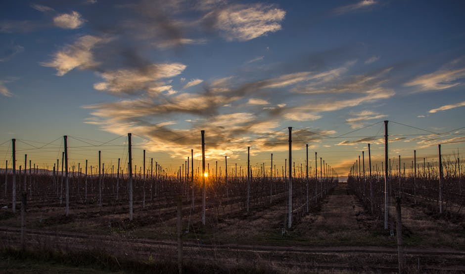 Farm Sunset