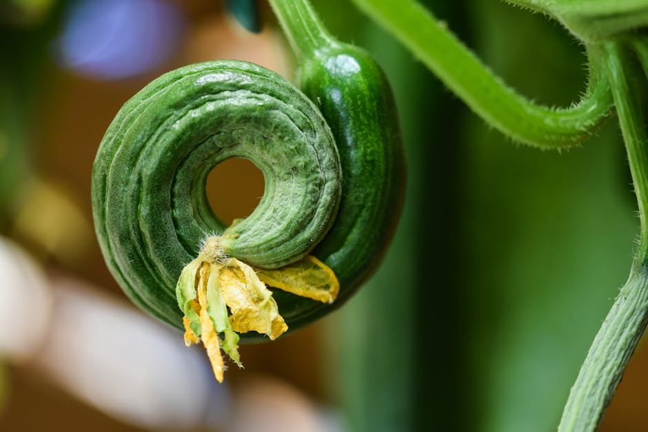 Organic Cucumber Dried Slices 2