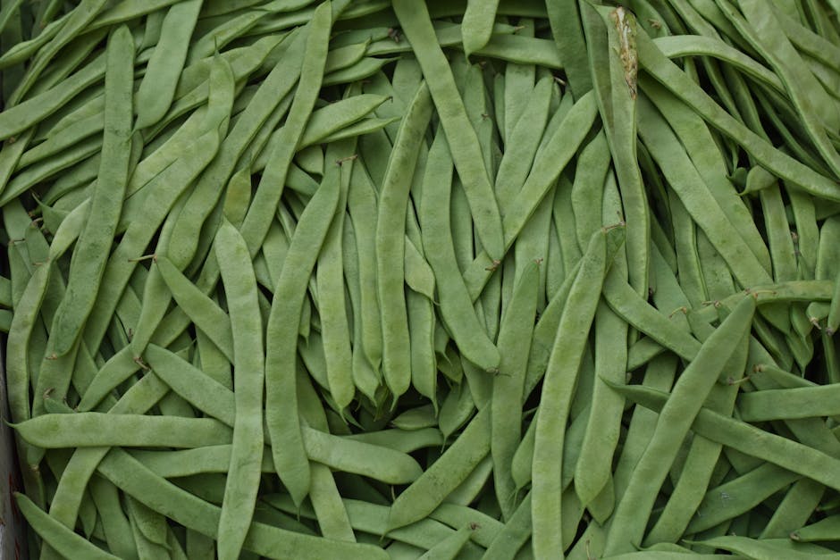 Organic Green Bean Canned Preserves 2