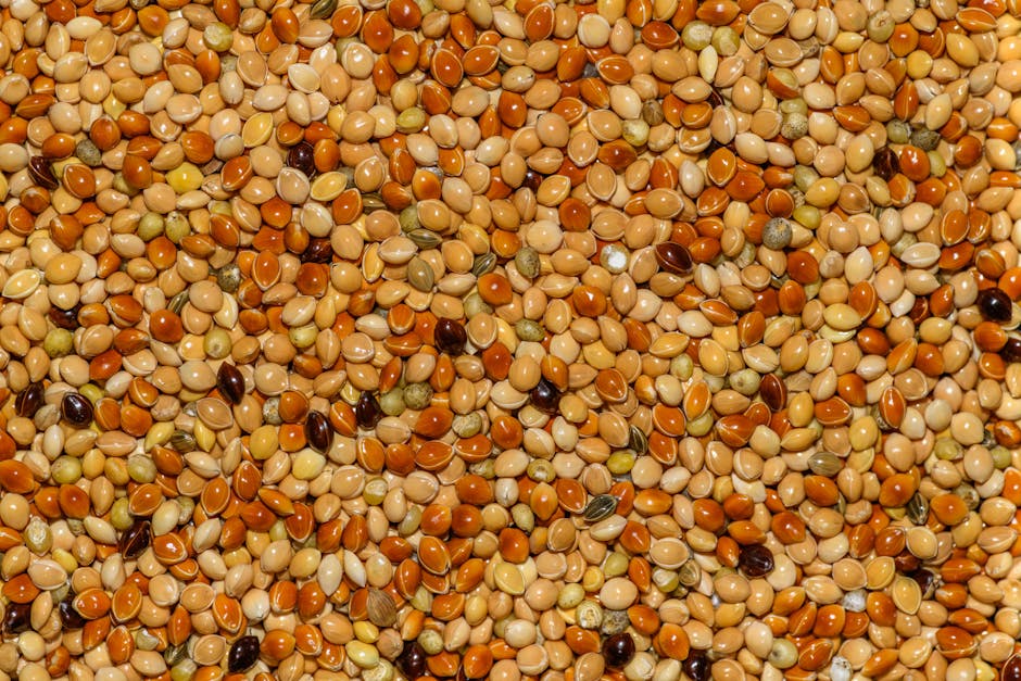 Organic Quinoa 2